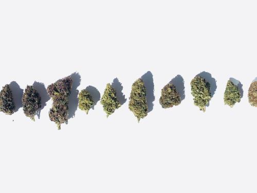 The Ultimate Guide to Marijuana Strains: Differences and Characteristics