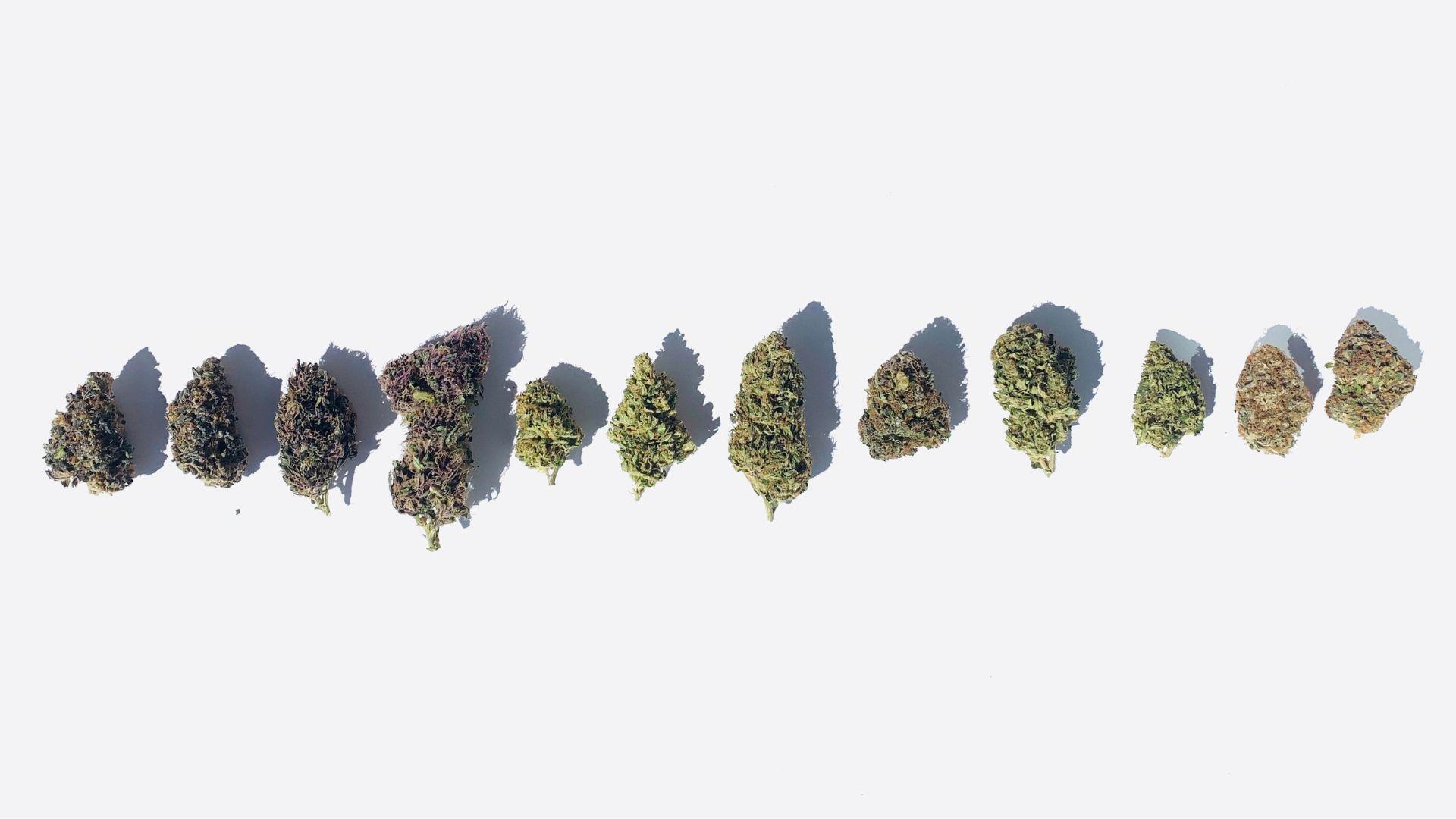 The Ultimate Guide to Marijuana Strains: Differences and Characteristics