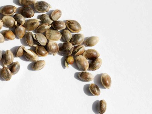 How to Choose the Right Seeds for Indoor Cannabis Growing