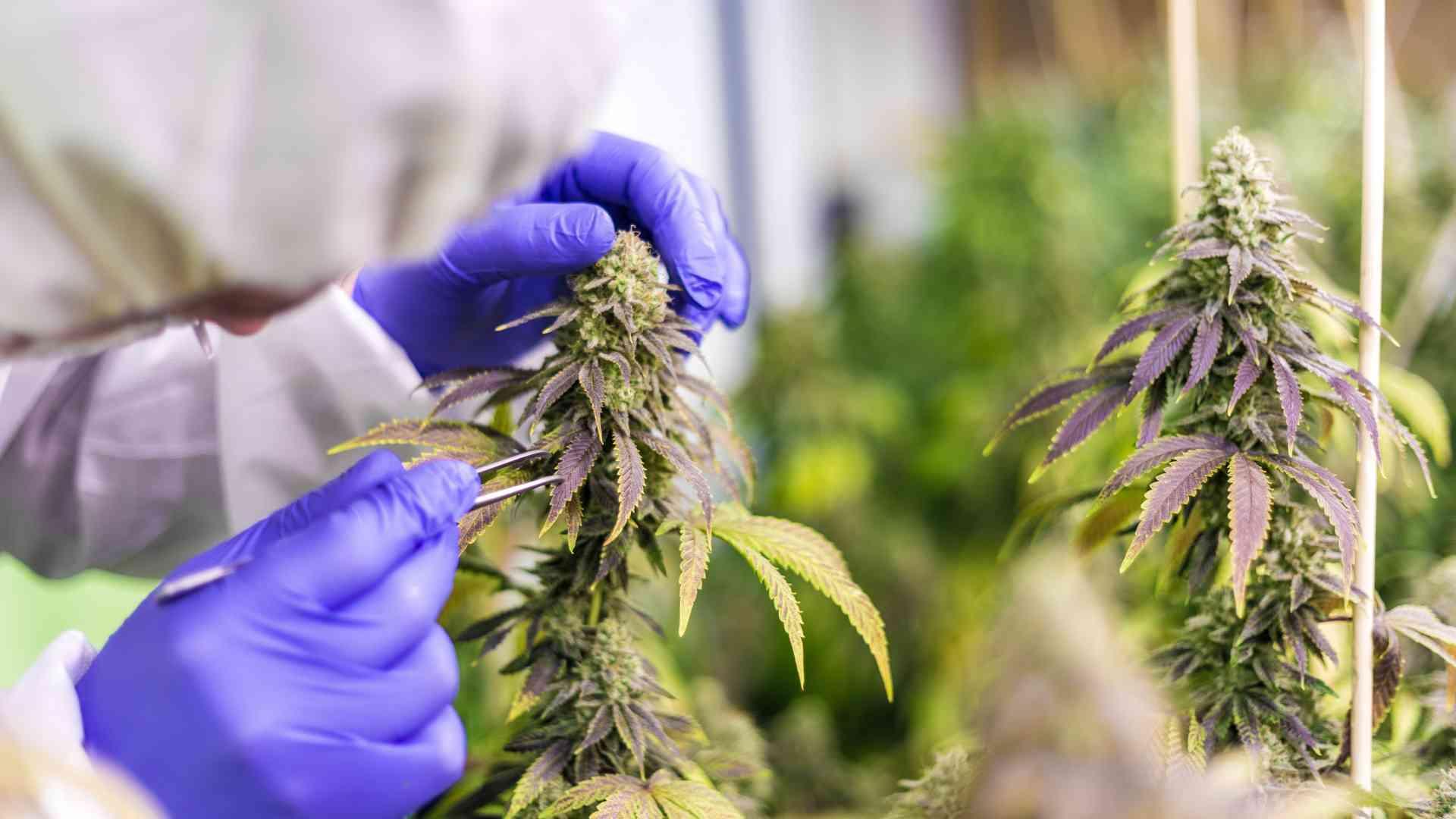 Grundlagen der Düngung von Marihuana – Makro- und Mikronährstoffe