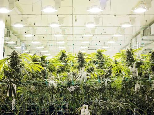 Light Cycle in the Vegetative and Flowering Stage