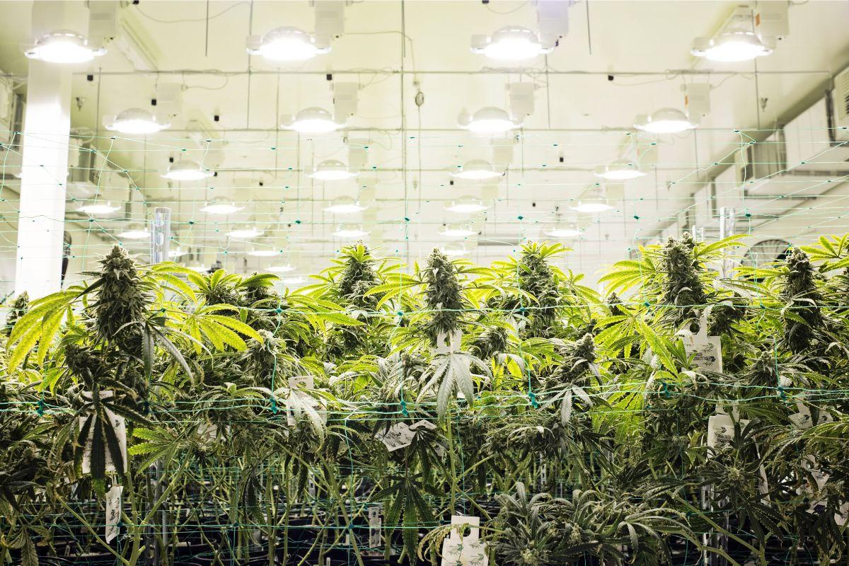 Light Cycle in the Vegetative and Flowering Stage