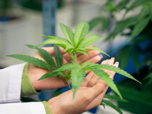 How to Take the Perfect Clone from a Mother Plant?