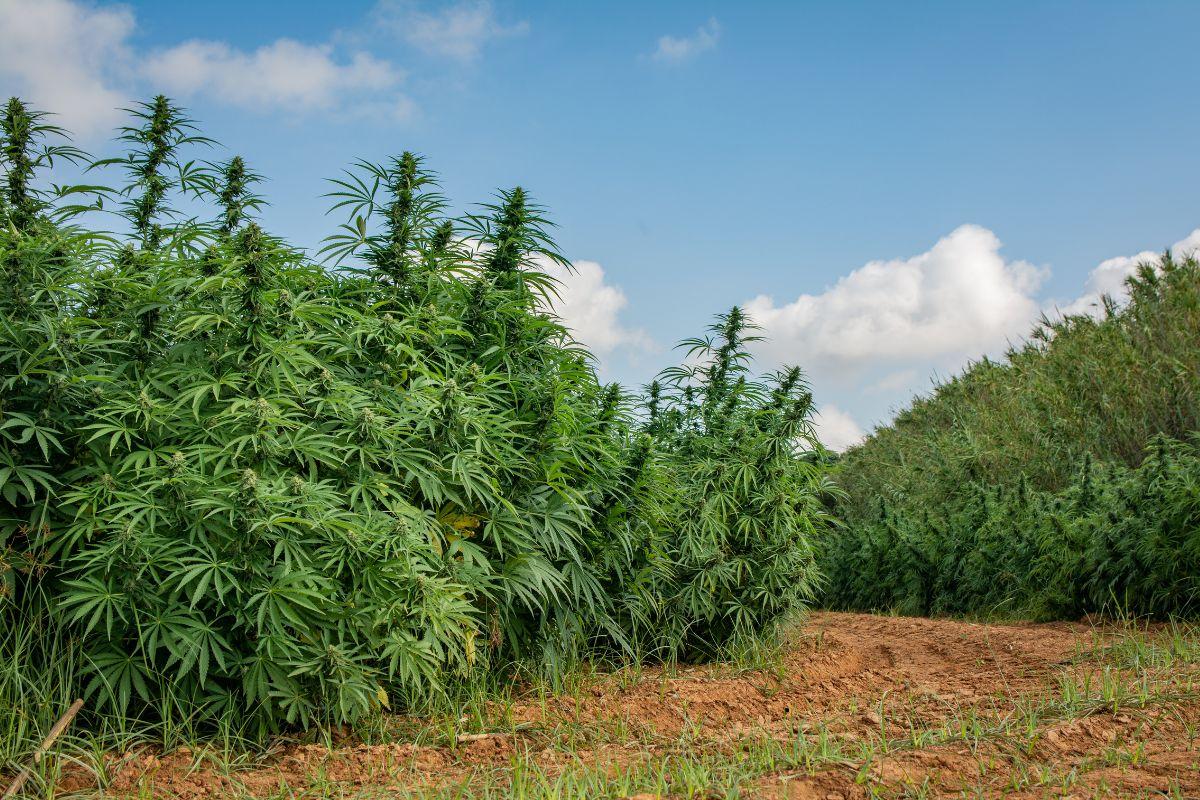 Outdoor Cannabis Cultivation: Advantages, Risks, Yields, Diseases, and the Real Level of Difficulty