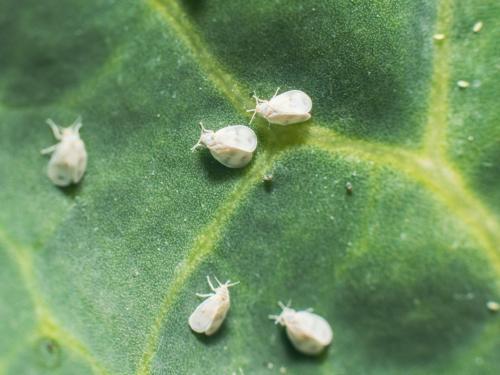 Diseases, Pests, and Other Threats to Cannabis