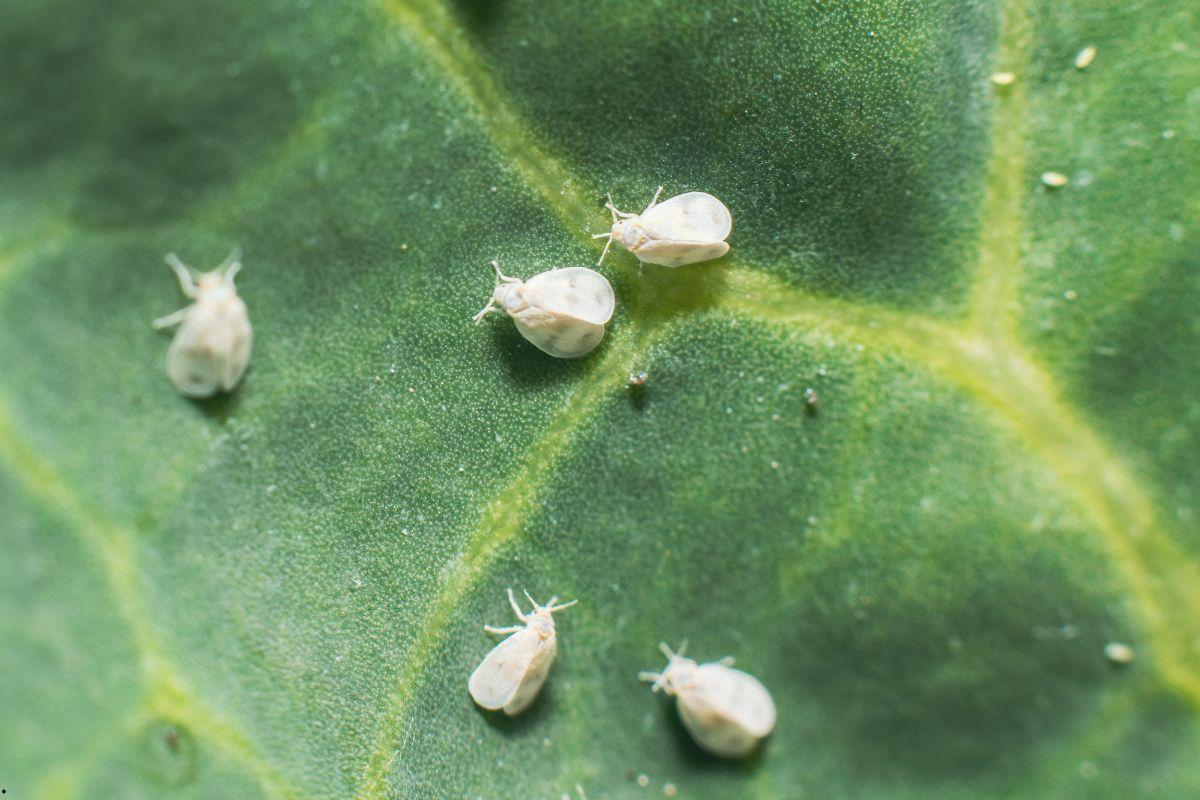 Diseases, Pests, and Other Threats to Cannabis