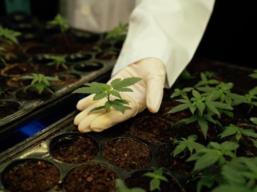 The Best Substrates for Indoor Growing – Soil, Coco, Hydroton