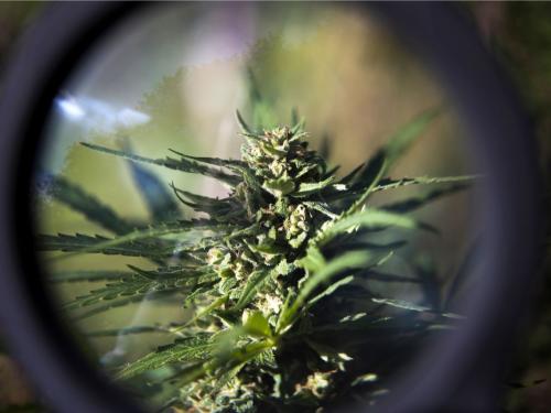 Autoflowers vs. photoperiods: which seeds to choose for your goal?
