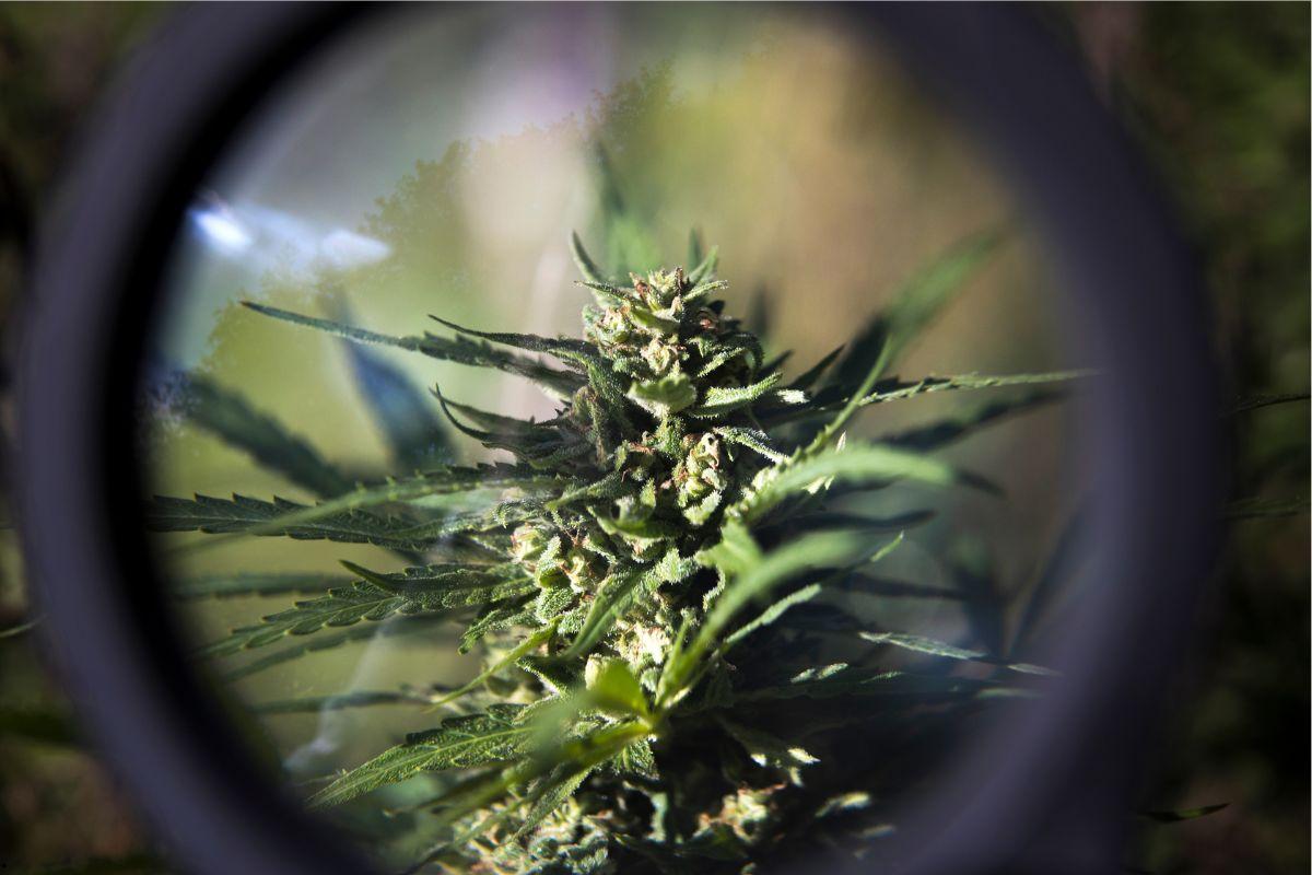 Autoflowers vs. photoperiods: which seeds to choose for your goal?
