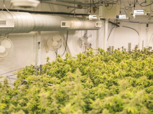 Why Ventilation Is Crucial in Indoor Cannabis Cultivation