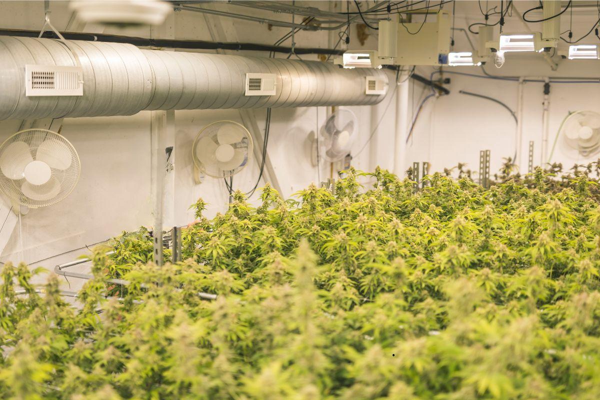 Why Ventilation Is Crucial in Indoor Cannabis Cultivation