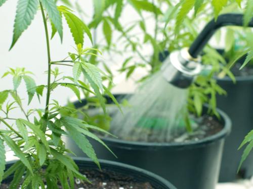 The Best Water for Watering Cannabis – Tap, Filtered or Distilled?