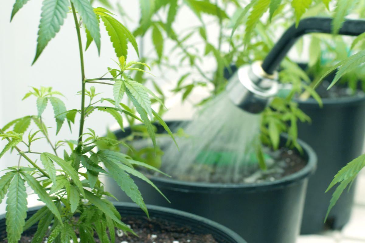 The Best Water for Watering Cannabis – Tap, Filtered or Distilled?