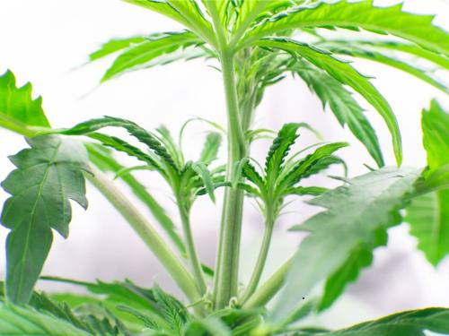 Plant Cloning Technique for Cannabis in Home Cultivation
