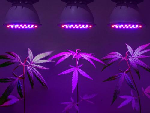 Which Grow Lights to Choose – LED, HPS, MH, CFL?