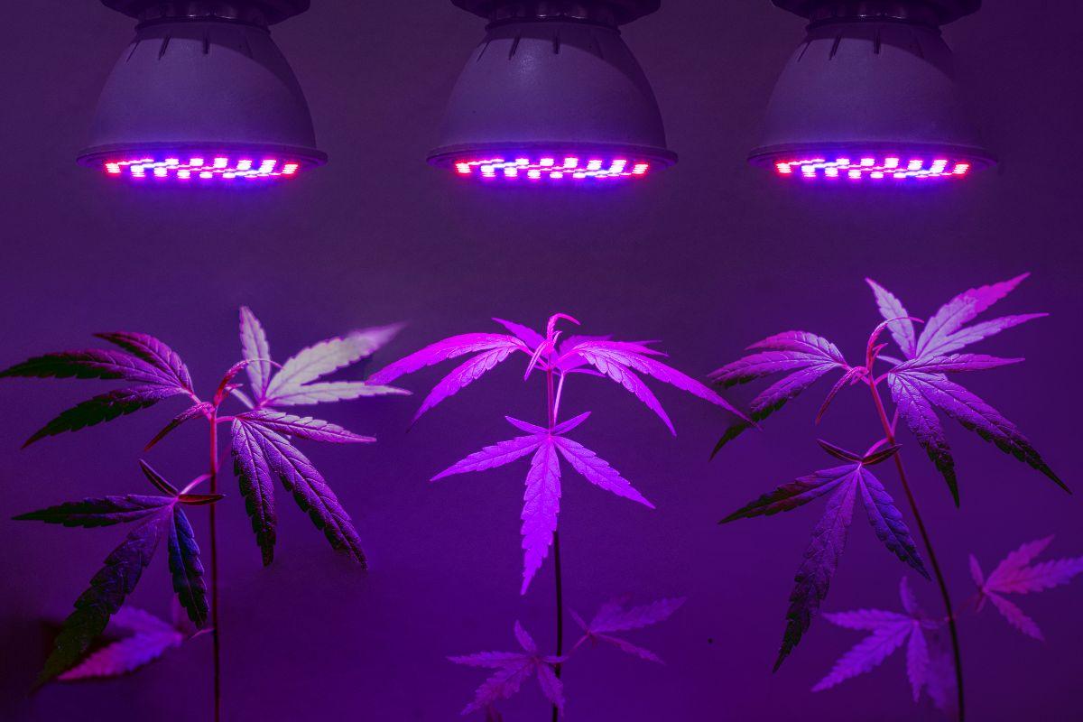 Jakie lampy wybrać – LED, HPS, MH, CFL?