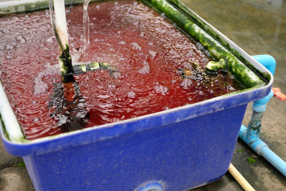 Jak często wymieniać wodę w systemie hydroponicznym?