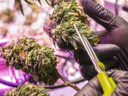 How to Trim Cannabis Plants Before Drying