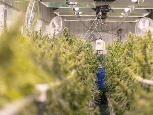 Natural Air Exchange vs. Mechanical Ventilation in Home Cannabis Cultivation