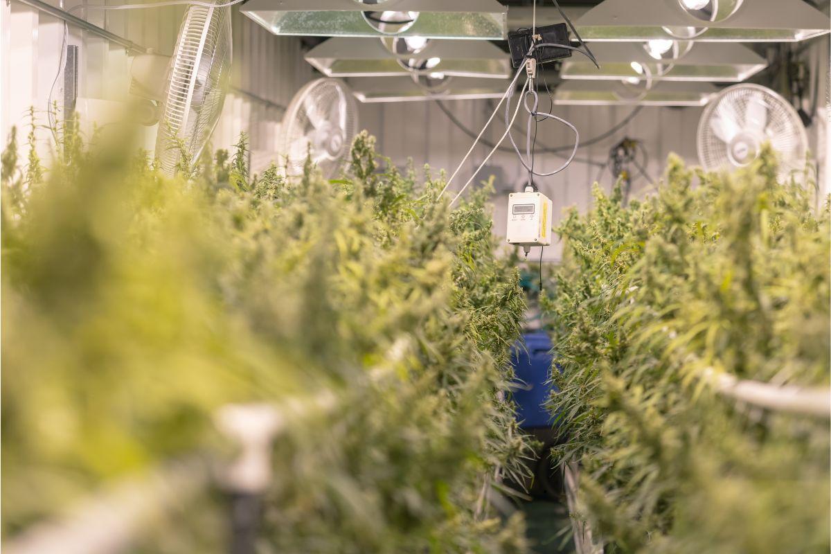Natural Air Exchange vs. Mechanical Ventilation in Home Cannabis Cultivation