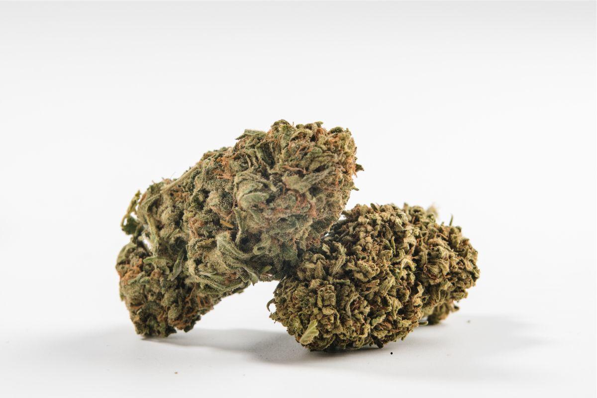 Fast-Growing and High-Yield Cannabis Strains – Complete Indoor Grower’s Guide
