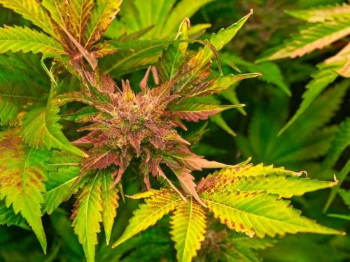 How to Recognize Nutrient Deficiencies?