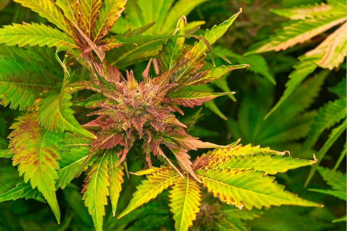 How to Recognize Nutrient Deficiencies?