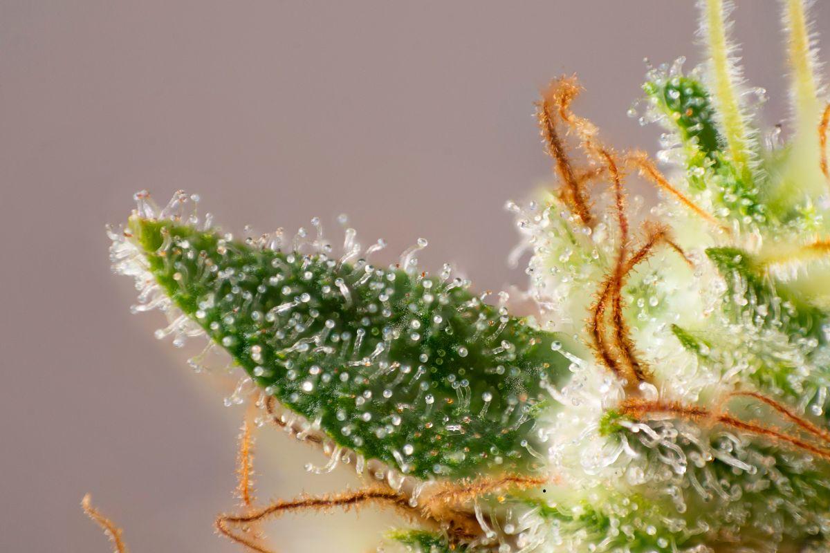 How to Recognize the Perfect Time to Harvest Indoor Cannabis