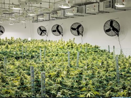 How to Choose Fans and Carbon Filters for Indoor Growing? A Complete Technical Guide