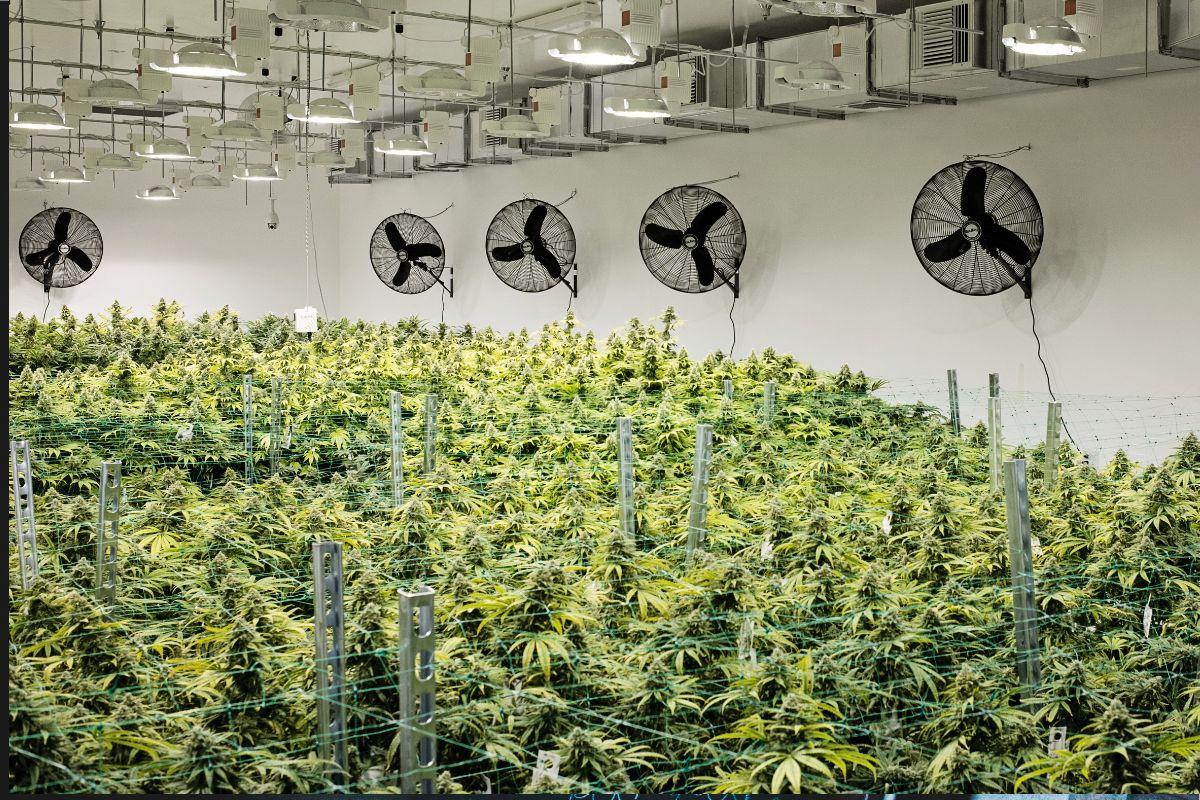 ¿Cómo elegir ventiladores y filtros de carbón para el cultivo indoor? Guía técnica completa