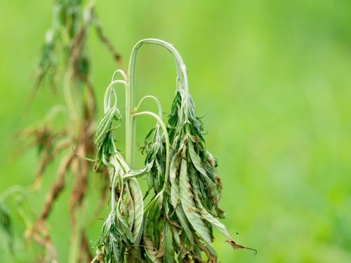 How to Recognize the Water Needs of Cannabis?