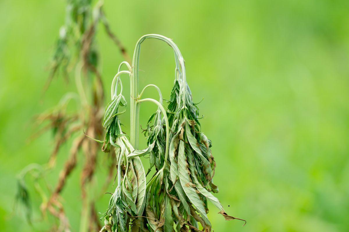 How to Recognize the Water Needs of Cannabis?